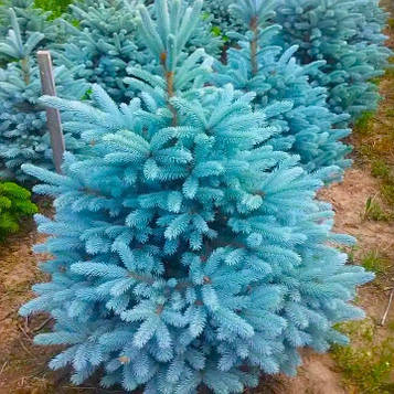 Саджанці Ялини колючої блакитної Кейбаб (Picea pungens Glauca Kaibab)