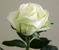 Біла троянда сорт Аваланч