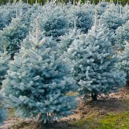 Саджанці Ялини блакитної Маджестік Блю (Picea pungens Glauca Majestic Blue)