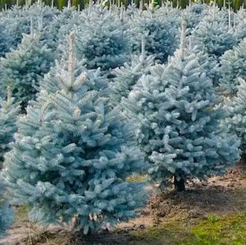 Саджанці Ялини блакитної Маджестік Блю (Picea pungens Glauca Majestic Blue)