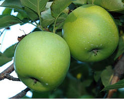 Яблука Гренні Сміт 1 сорт (70+)