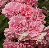 Троянда Плетиста Uetersens Rosenprinzessin (Ютерсенс Розенпрінцесін), фото 2