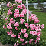 Троянда Плетиста Uetersens Rosenprinzessin (Ютерсенс Розенпрінцесін), фото 3