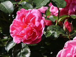 Троянда Плетиста Uetersens Rosenprinzessin (Ютерсенс Розенпрінцесін)