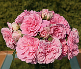 Троянда Плетиста Uetersens Rosenprinzessin (Ютерсенс Розенпрінцесін), фото 4