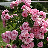 Троянда Плетиста Uetersens Rosenprinzessin (Ютерсенс Розенпрінцесін), фото 8