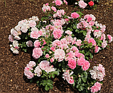 Троянда Плетиста Uetersens Rosenprinzessin (Ютерсенс Розенпрінцесін), фото 7