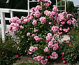 Троянда Плетиста Uetersens Rosenprinzessin (Ютерсенс Розенпрінцесін), фото 6