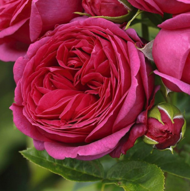 Троянди Sophie Luise (Софі Луїза) ч/г гор 4л, фото 1