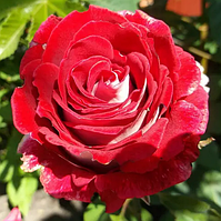 Саджанці чайно-гібридної троянди Marichka (Марічка)