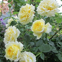 Плетистая роза Cyrano de Bergerac (Сирано де Бержерак)