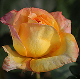 Троянда Henri Delbard (Анрі Дельбар), фото 3