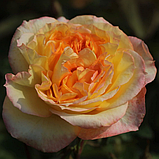 Троянда Henri Delbard (Анрі Дельбар), фото 2