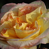 Троянда Henri Delbard (Анрі Дельбар), фото 4