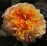 Троянда Henri Delbard (Анрі Дельбар), фото 5