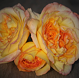 Троянда Henri Delbard (Анрі Дельбар), фото 7