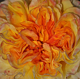 Троянда Henri Delbard (Анрі Дельбар), фото 8