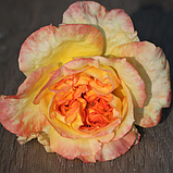 Троянда Henri Delbard (Анрі Дельбар), фото 6