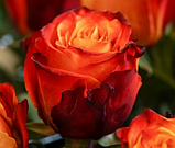 Троянда Atomic (Атомік), фото 4