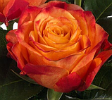 Троянда Atomic (Атомік), фото 3