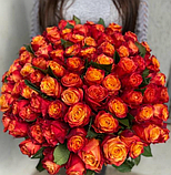 Троянда Atomic (Атомік), фото 2