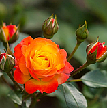 Троянда Rumba (румба) флорибунда гор 4л, фото 4