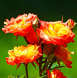 Троянда Rumba (румба) флорибунда гор 4л, фото 5