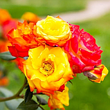 Троянда Rumba (румба) флорибунда гор 4л, фото 3