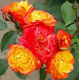 Троянда Rumba (румба) флорибунда гор 4л, фото 2