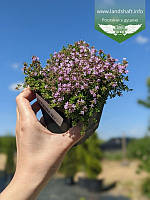 Thymus praecox 'Arcticus', Чебрець ранній 'Арктікус',P9 - горщик 9х9х9