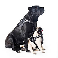 Шлея нейлонова для собак Collar Extreme №1 (В:35-45см), Чорна тренувальна шлейка для маленьких собак !!!