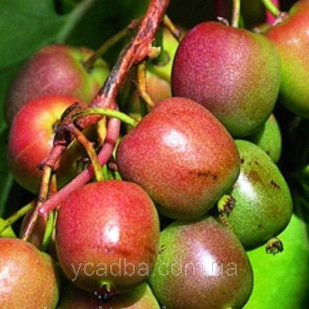 Актинідія аргута Ананасна (горщик 0,5л), фото 1