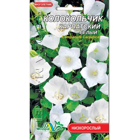 Дзвіночок Карпатський білий, багаторічна рослина висотою 10-40см, насіння квіти 0.01 г