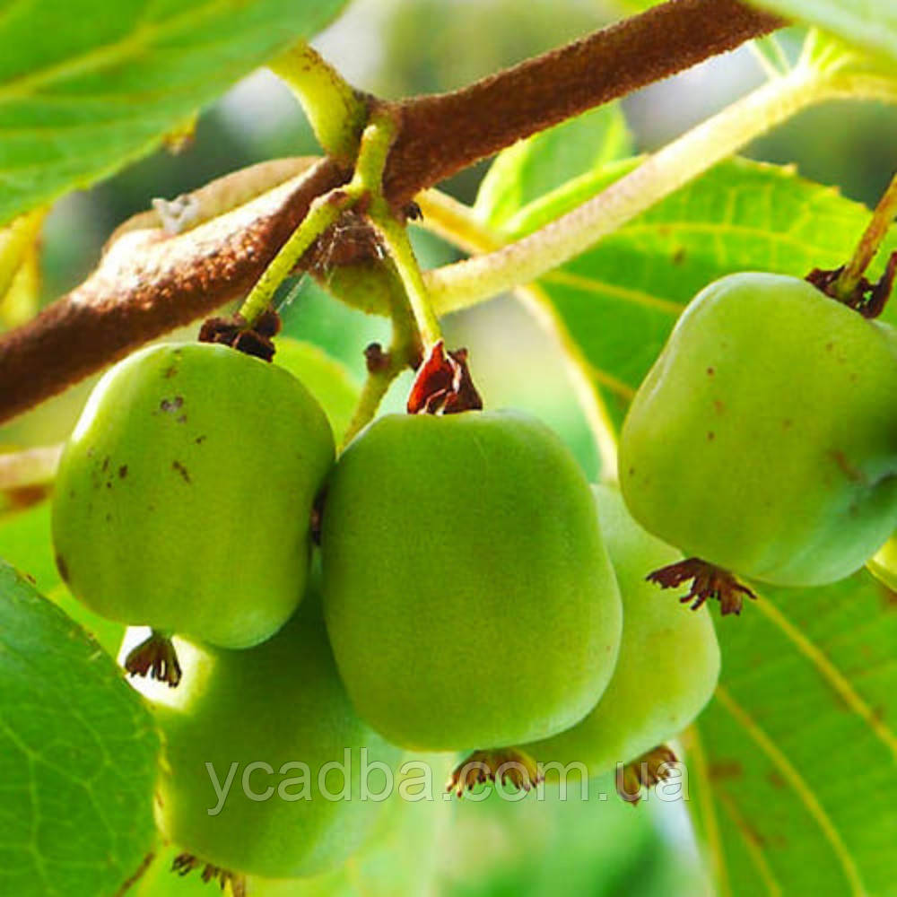 Актинідія плодонос Фігурна (горщик 0,5л), фото 1