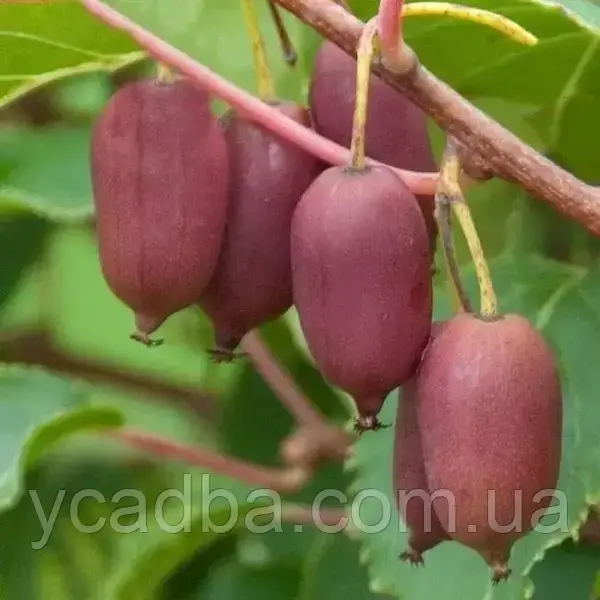 Актинідія  плодонос Аргута Пурпурна (горщик 0,5л), фото 1