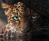 Алмазна мозаїка "Яванський леопард", на підрамнику 30*40см, в кор. 41*31*2,5см, ТМ Dreamtoys