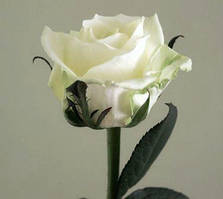Біла троянда сорт Вайт Наомі