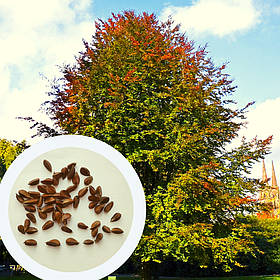 Бук європейський насіння (10 шт) (Fagus sylvatica) лісовий звичайний
