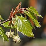 Бук європейський насіння (10 шт) (Fagus sylvatica) лісовий звичайний, фото 5