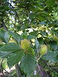 Бук європейський насіння (10 шт) (Fagus sylvatica) лісовий звичайний, фото 6