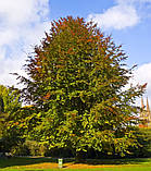 Бук європейський насіння (10 шт) (Fagus sylvatica) лісовий звичайний, фото 7