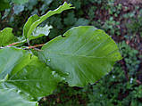 Бук європейський насіння (10 шт) (Fagus sylvatica) лісовий звичайний, фото 9