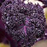 Капуста кейл насіння 0,5 грами (прибл. 150 шт) ґрюнколь салат браунколь фіолетова листова кудрява кале, фото 3