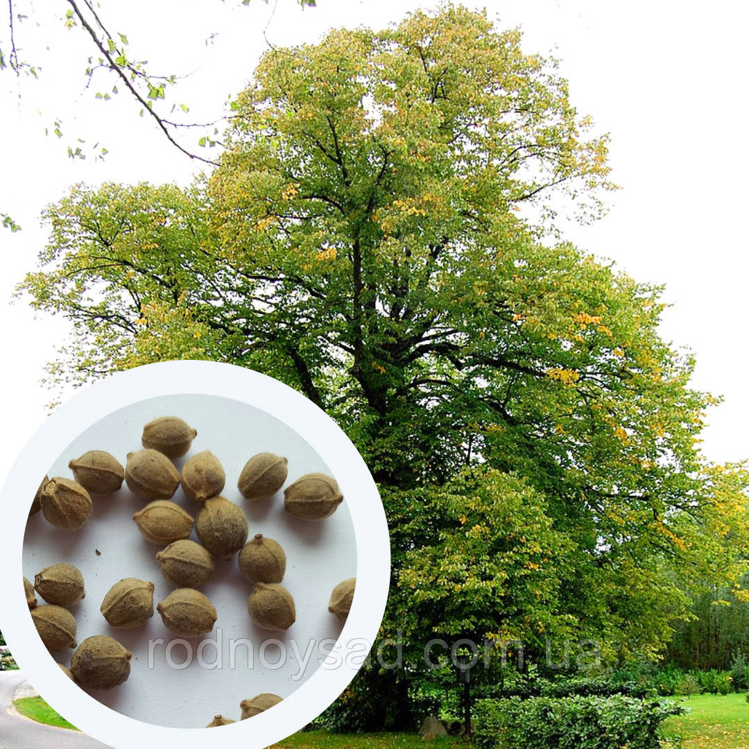 Липа європейська насіння (10 шт) (Tilia europaea) звичайна серцелиста медонос
