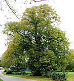 Липа європейська насіння (10 шт) (Tilia europaea) звичайна серцелиста медонос, фото 4