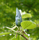 Магнолія загострена Blue Opal насіння (5 шт) (Magnolia acuminata) блакитна огіркове дерево, фото 3
