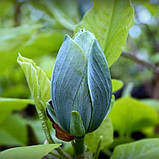 Магнолія загострена Blue Opal насіння (5 шт) (Magnolia acuminata) блакитна огіркове дерево, фото 6