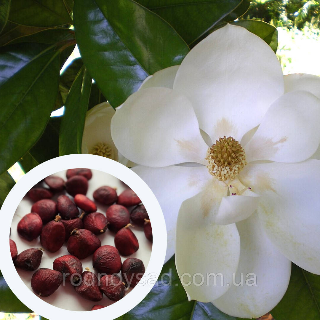 Магнолія грандіфлора насіння (5 шт) (Magnolia grandiflora) біла великоквіткова