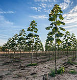 Павловнія Pao Tong Z07 насіння (50 шт) paulownia швидкоростуча алюмінієве дерево морозостійка для деревини, фото 6