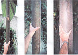 Павловнія Pao Tong Z07 насіння (50 шт) paulownia швидкоростуча алюмінієве дерево морозостійка для деревини, фото 8